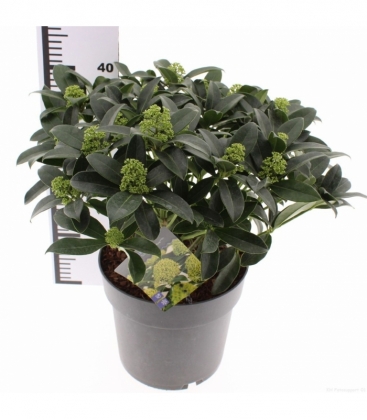 Skimmia