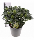 Skimmia