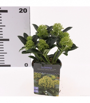 Skimmia