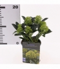Skimmia