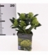 Skimmia