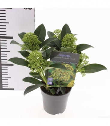 Skimmia