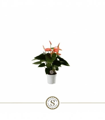 Anthurium