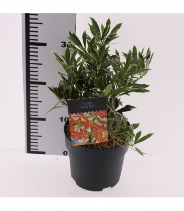 Pieris
