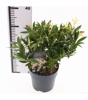Pieris
