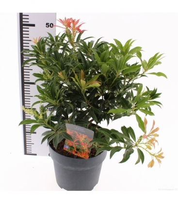 Pieris