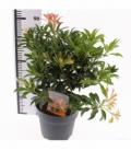 Pieris
