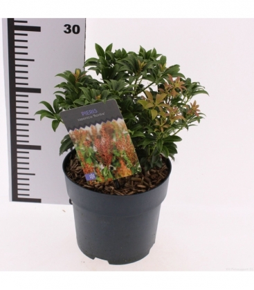 Pieris