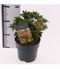 Pieris