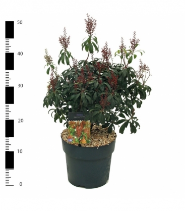 Pieris