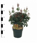 Pieris