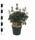 Pieris