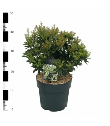 Pieris