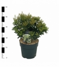 Pieris