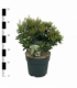 Pieris