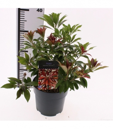 Pieris