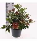 Pieris