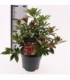 Pieris