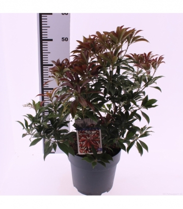 Pieris