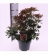 Pieris