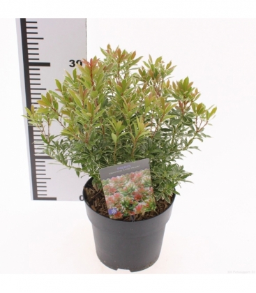 Pieris