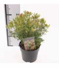 Pieris