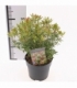 Pieris