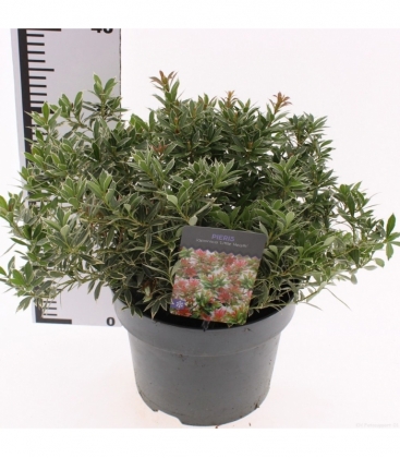 Pieris