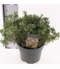 Pieris