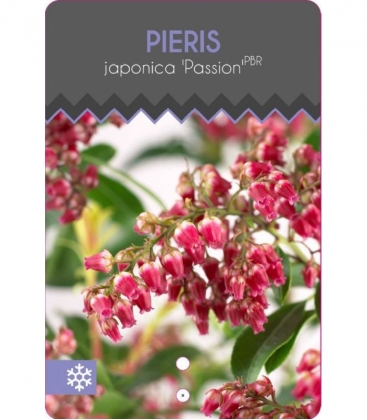 Pieris