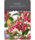 Pieris
