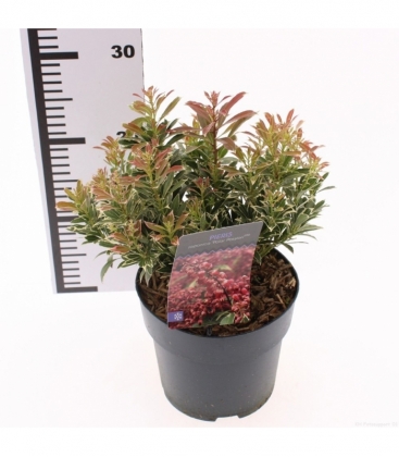 Pieris