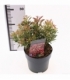 Pieris
