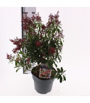 Pieris