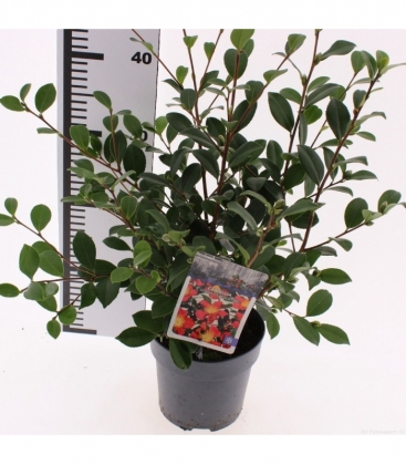 Camellia