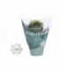 Kalanchoe