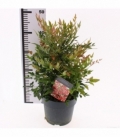 Nandina
