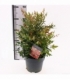 Nandina
