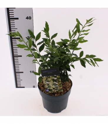 Sarcococca