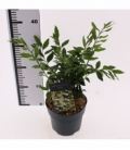 Sarcococca