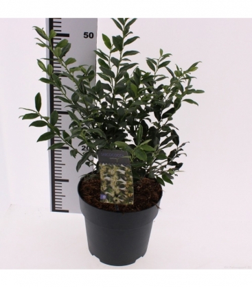 Sarcococca