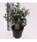 Sarcococca
