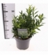 Sarcococca