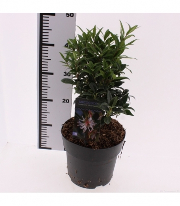 Sarcococca