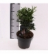 Sarcococca