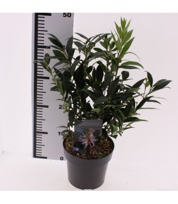 Sarcococca