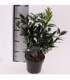 Sarcococca