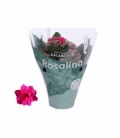 Kalanchoe