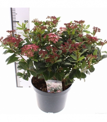 Viburnum
