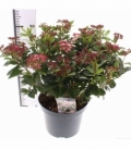 Viburnum